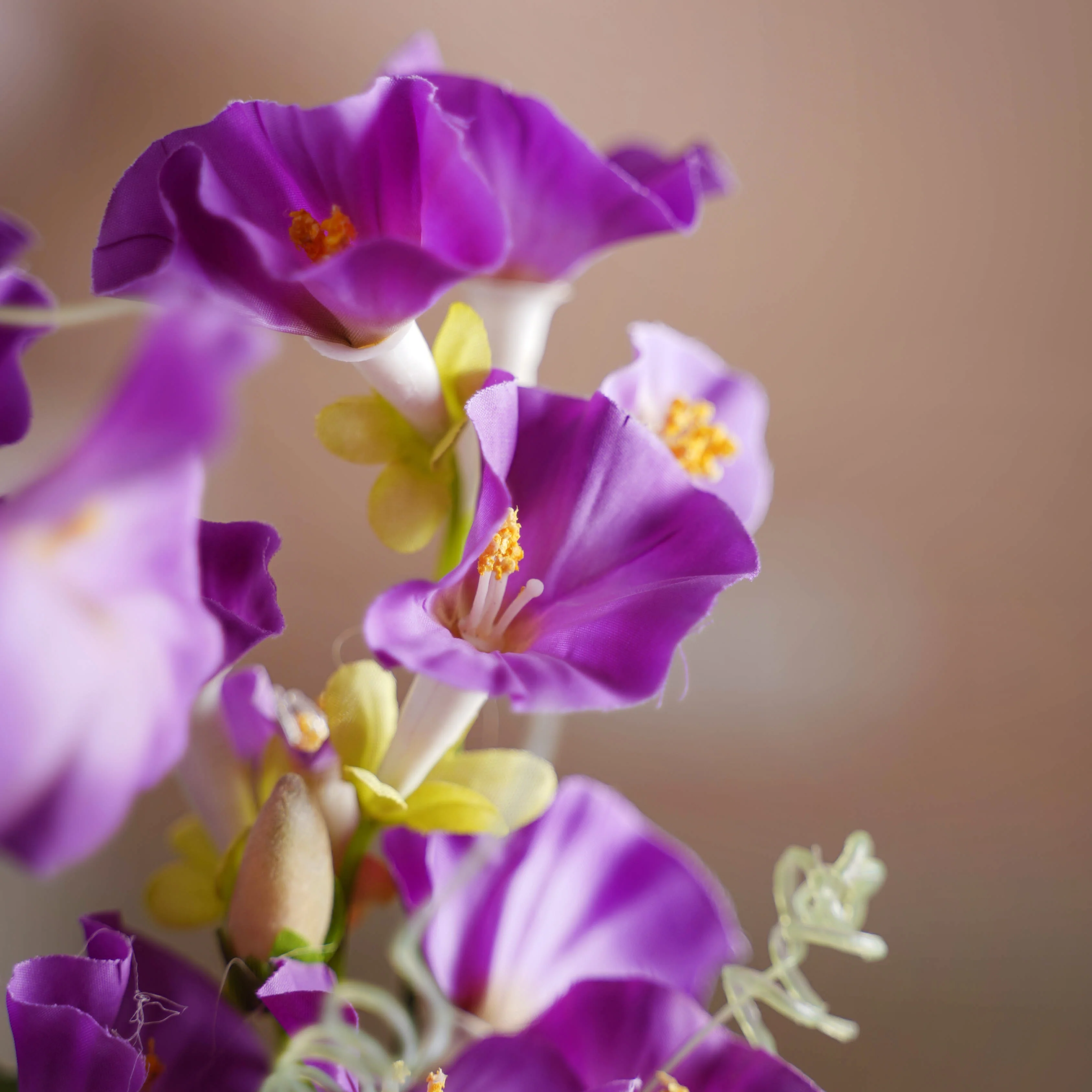 Colorful Flowers - Image 2