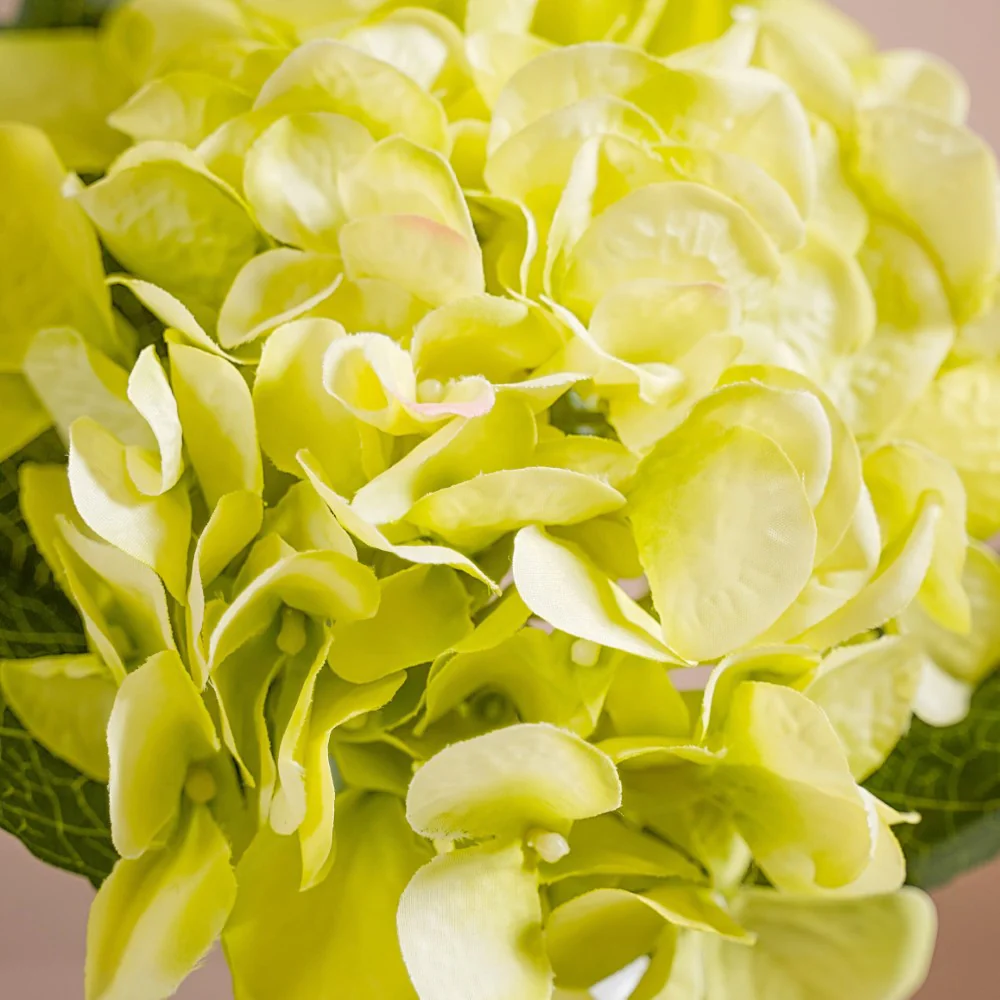 Hydrangea With Leaves Green - Image 4
