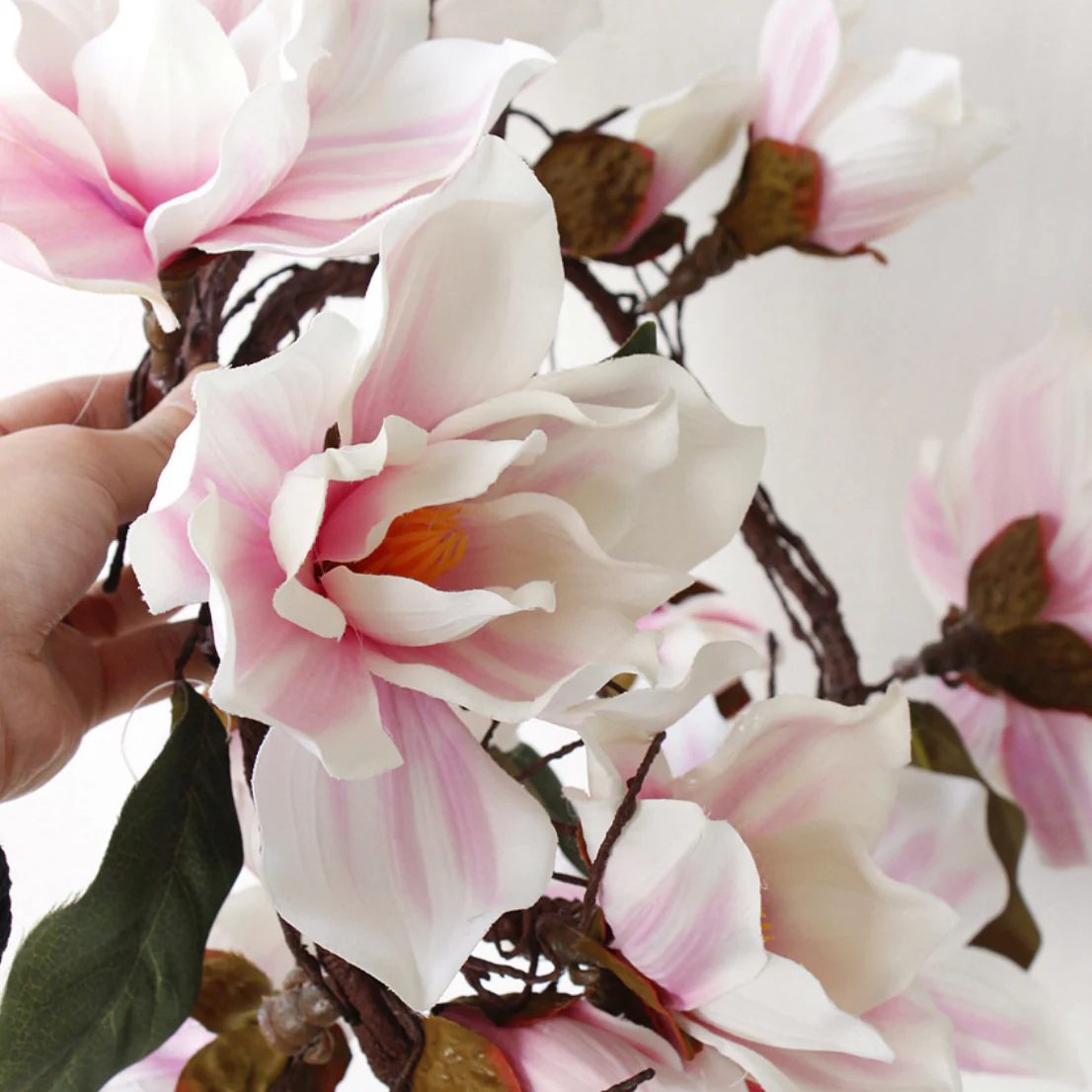 Magnolia Vine - Image 9