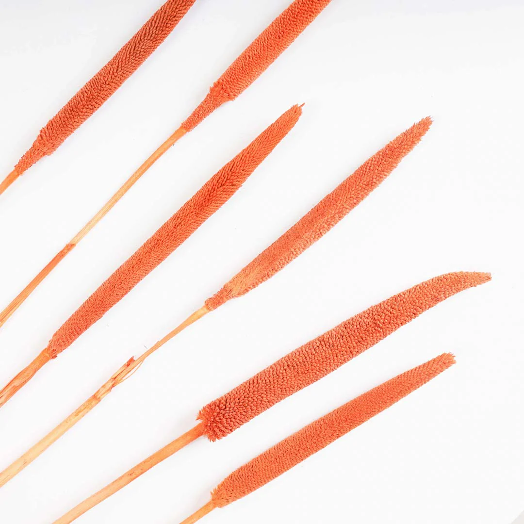 Millet Stem Orange - Image 5