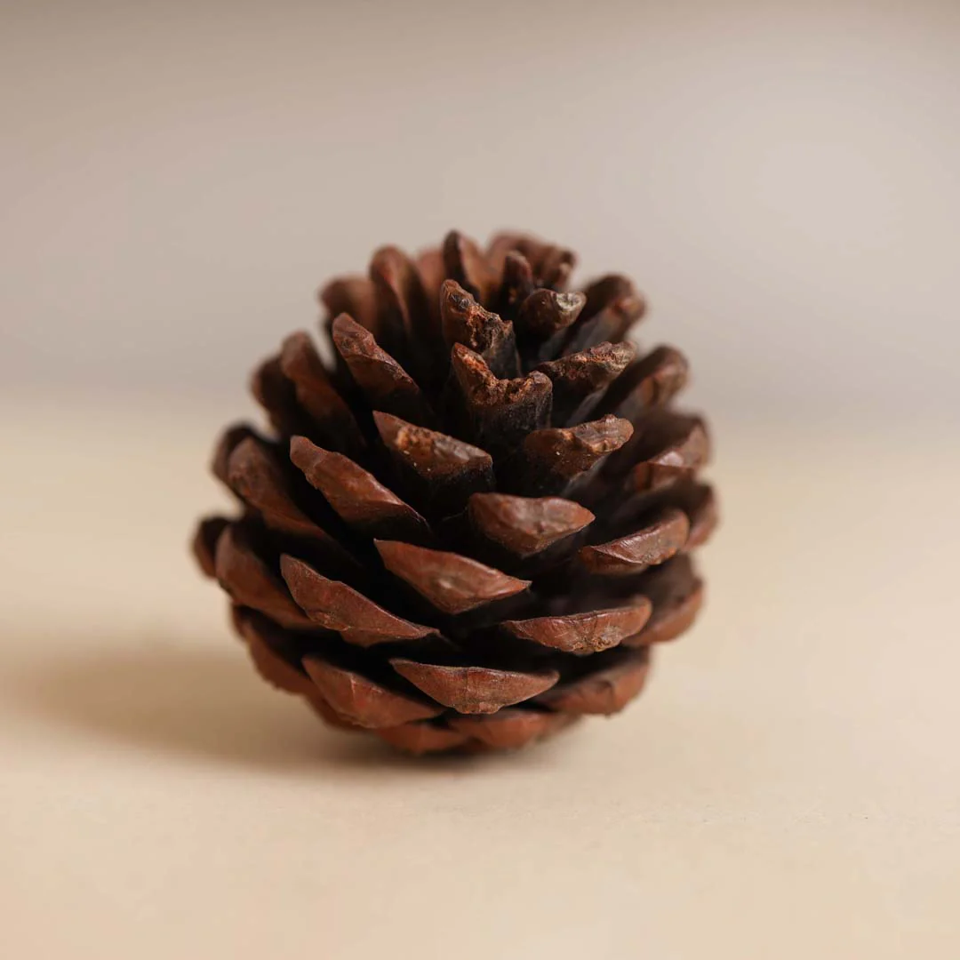 Natural Pine Cones Small - Image 9