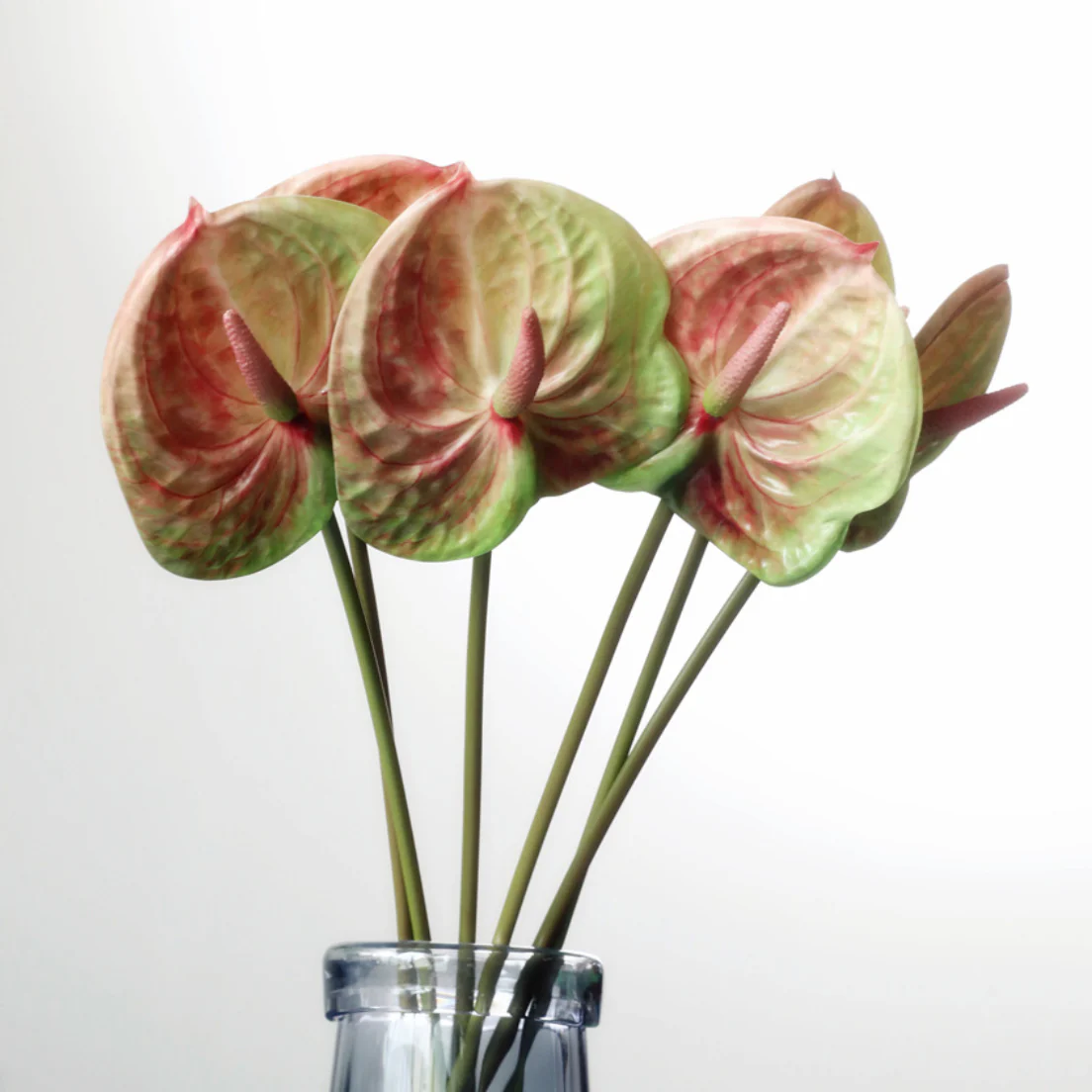 Anthurium - Image 9