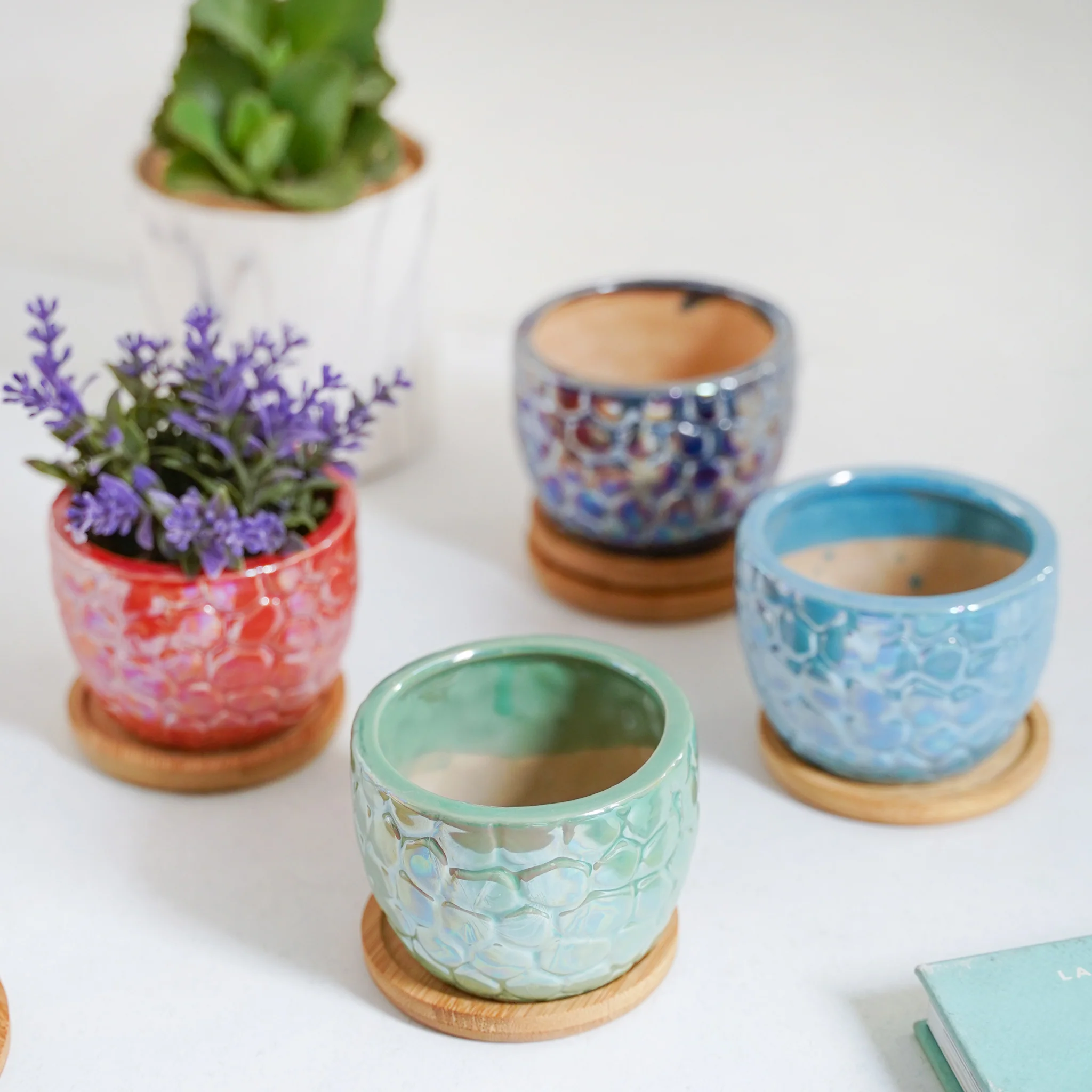 Succulent Pots - Image 4