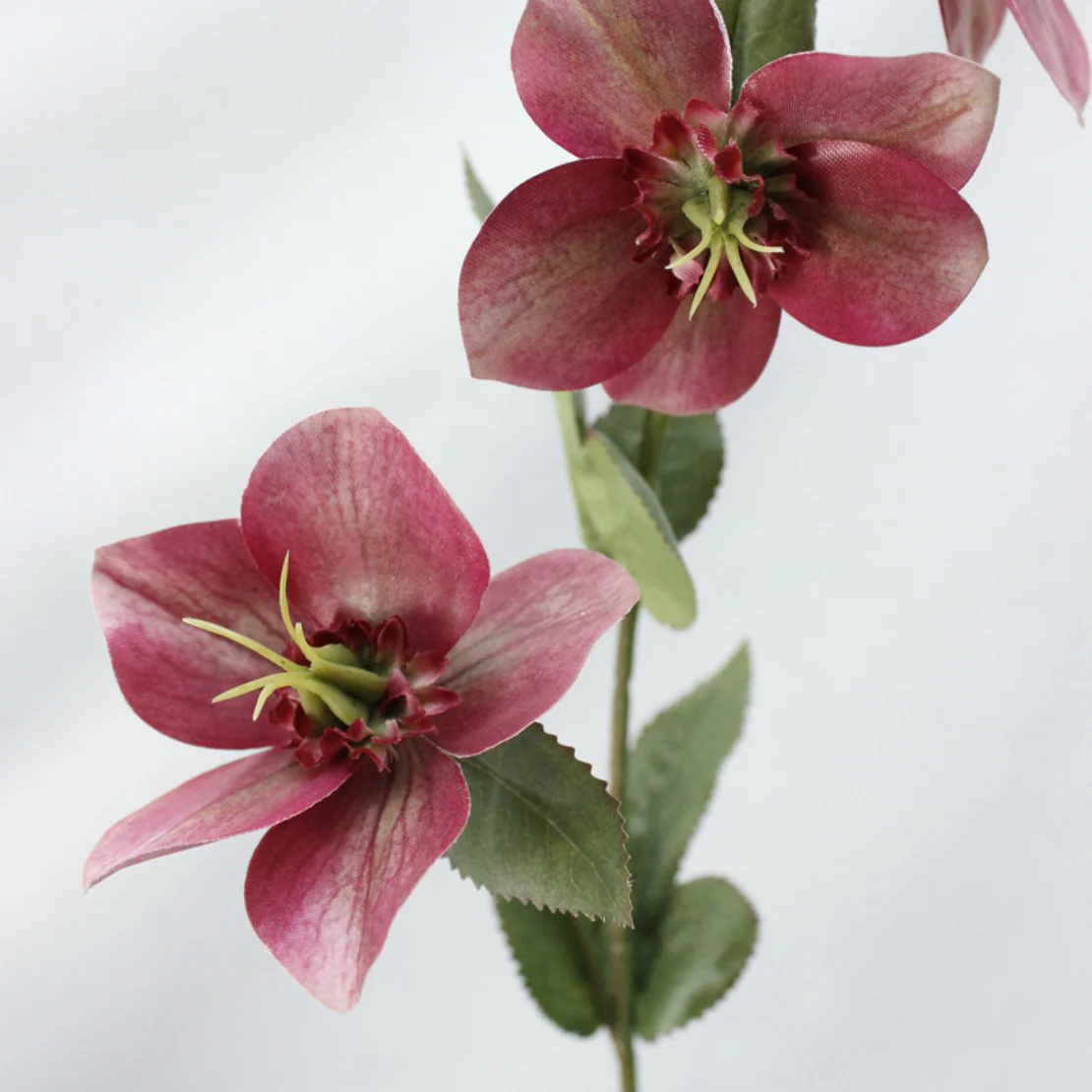 Wild Rose - Image 3