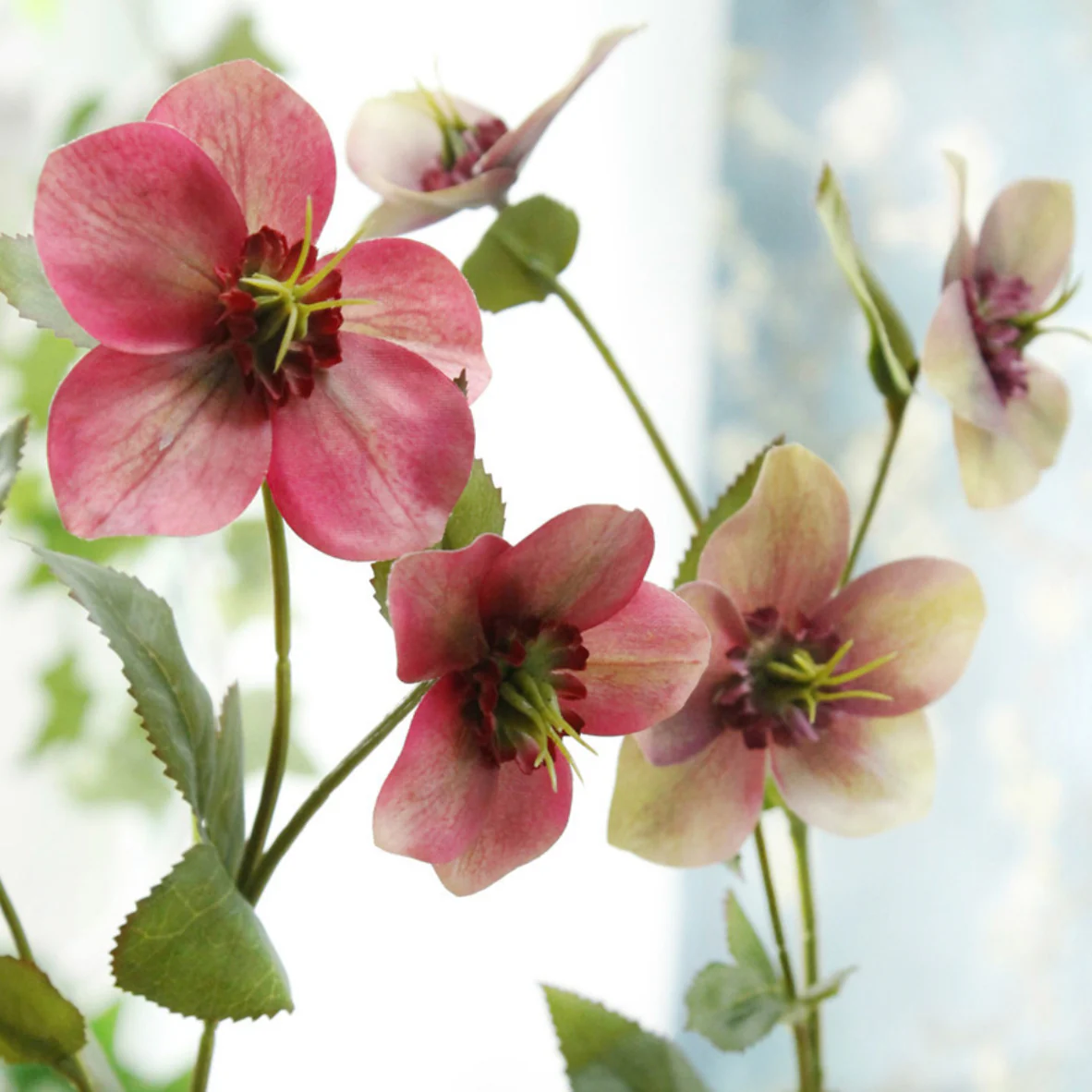 Wild Rose - Image 6